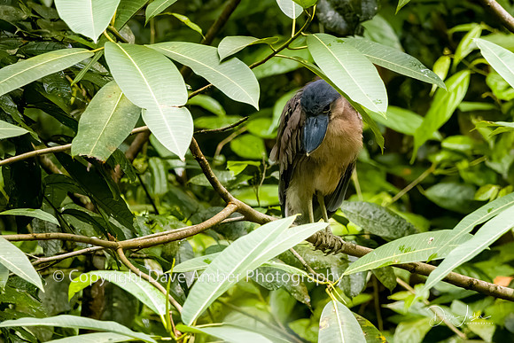 Boat-billed Heron