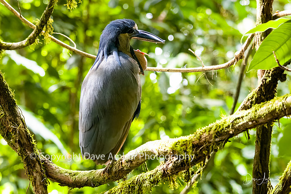 Boat-billed Heron
