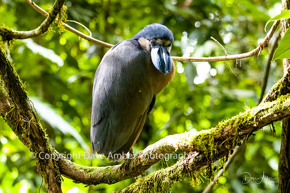 Boat-billed Heron
