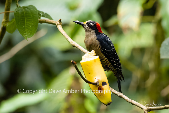 Black-cheeked Woodpecker