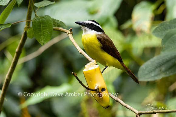 Great Kiskadee