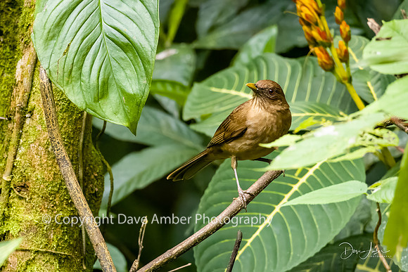 Clay-coloured Thrush