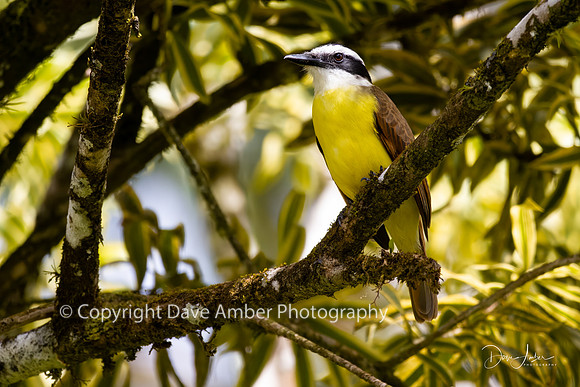 Great Kiskadee