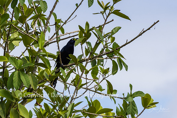 Great-tailed Grackle
