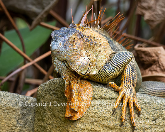 Green Iguana