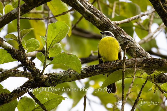 Great Kiskadee