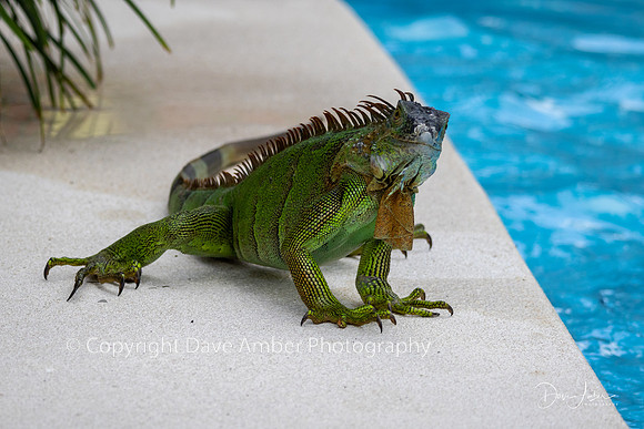 Green Iguana