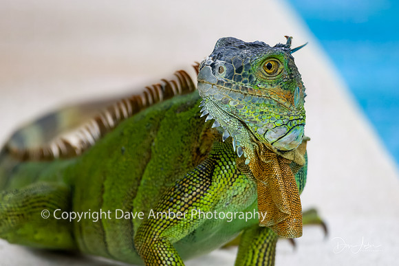 Green Iguana
