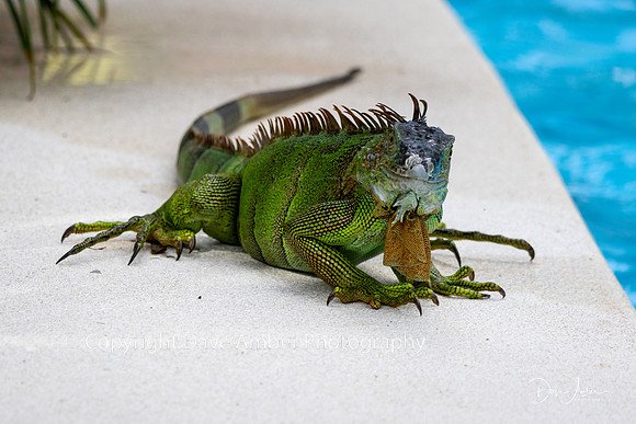 Green Iguana