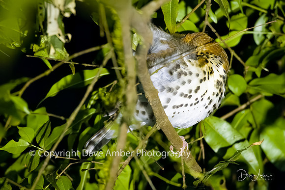 Sleeping Bird
