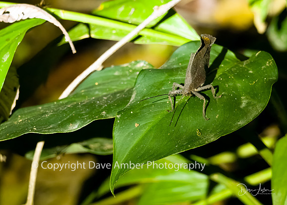 Walking Leaf Katydid