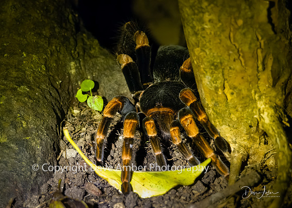 Orange-kneed Tarantula