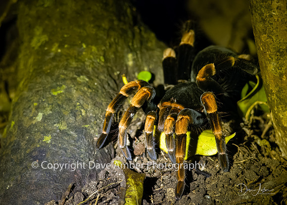 Orange-kneed Tarantula
