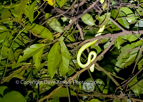 Side-striped Palm Pit Viper