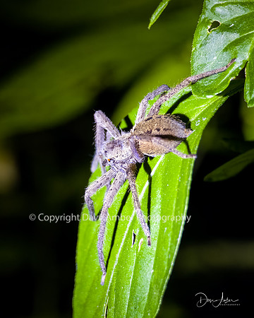 Spider
