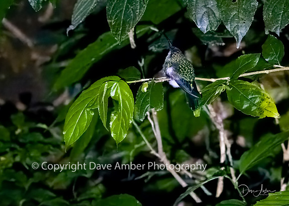Sleeping Hummingbird