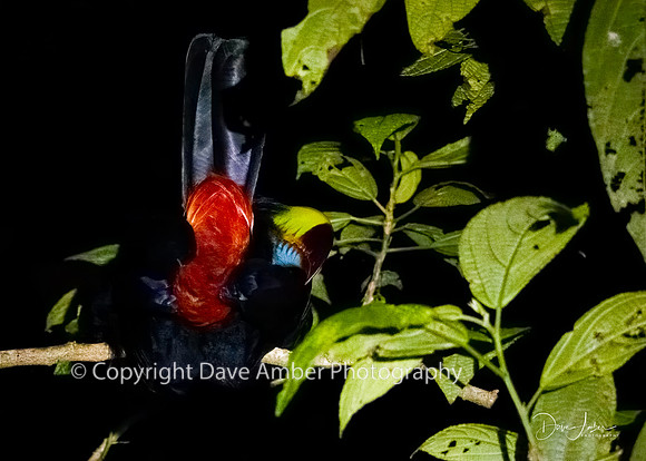Sleeping Keel-billed Toucan