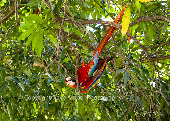 Scarlet Macaw