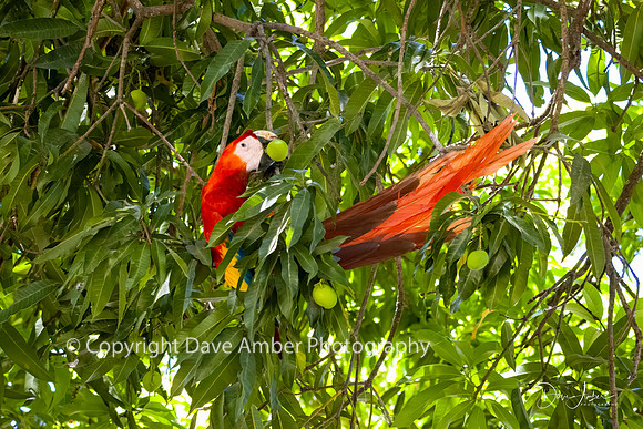 Scarlet Macaw