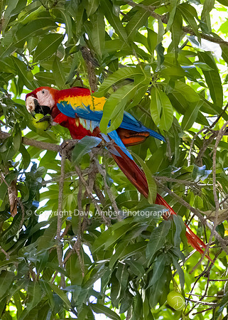 Scarlet Macaw