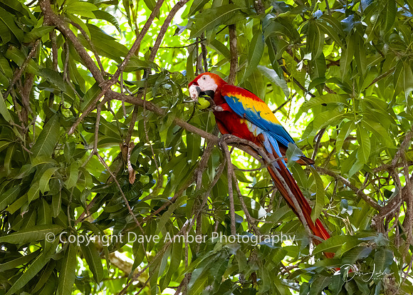 Scarlet Macaw