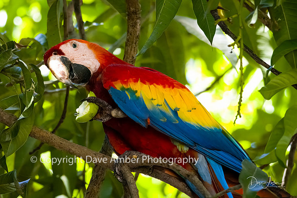 Scarlet Macaw