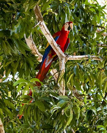 Scarlet Macaw