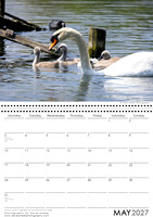 Swan and Cygnets at Southchurch Park