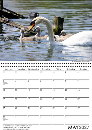 Swan and Cygnets at Southchurch Park