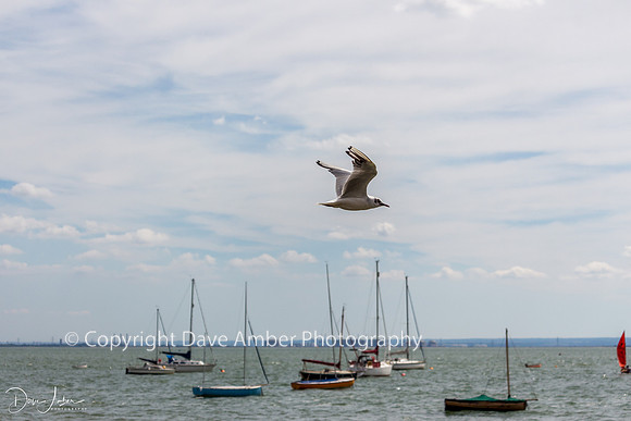 Seagull at Leigh on Sea