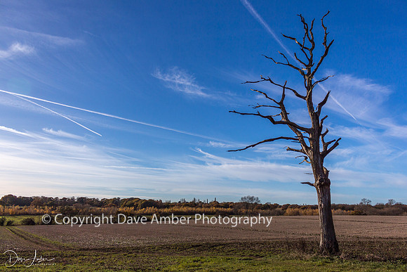 Gusted Hall lonely tree