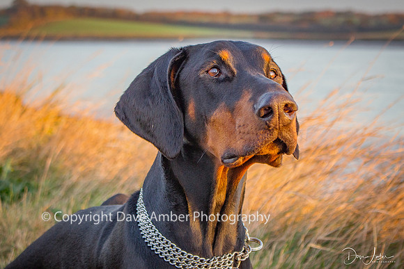 Doberman