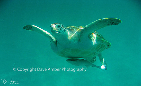 Barbados Turtle