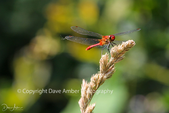 Dragonfly