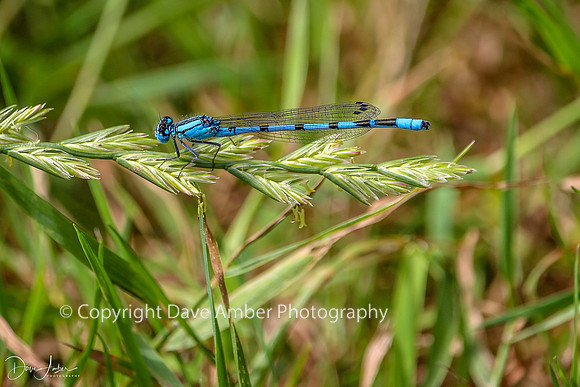 Damsel fly