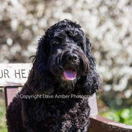 Cockapoo