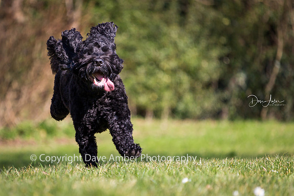 Cockapoo