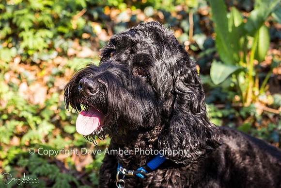 Cockapoo