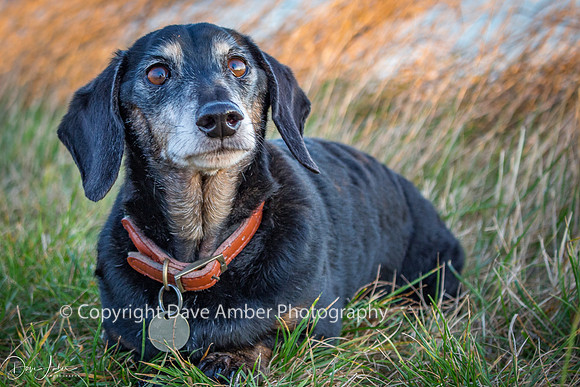 Dachshund