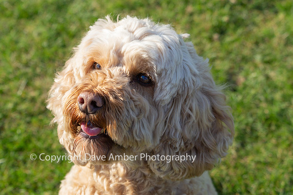 Cockapoo