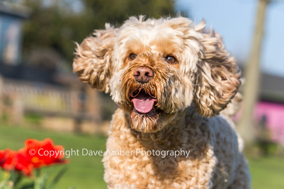 Cockapoo