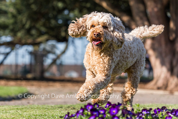 Cockapoo