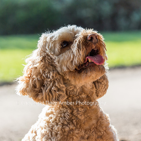 Cockapoo