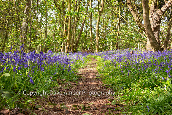 Bluebells