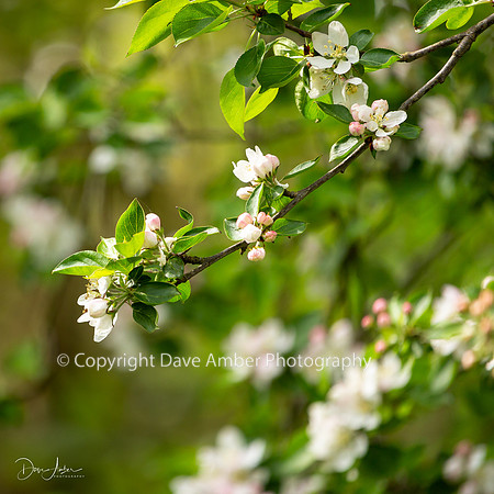 Blossom