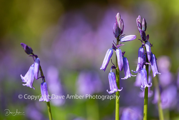 Bluebells