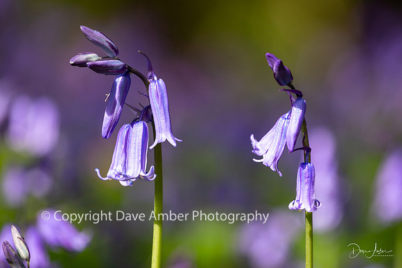 Bluebells