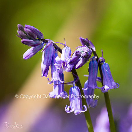 Bluebells