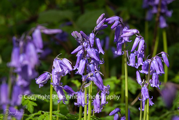 Bluebells