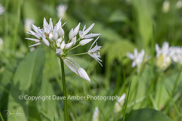 White flowers